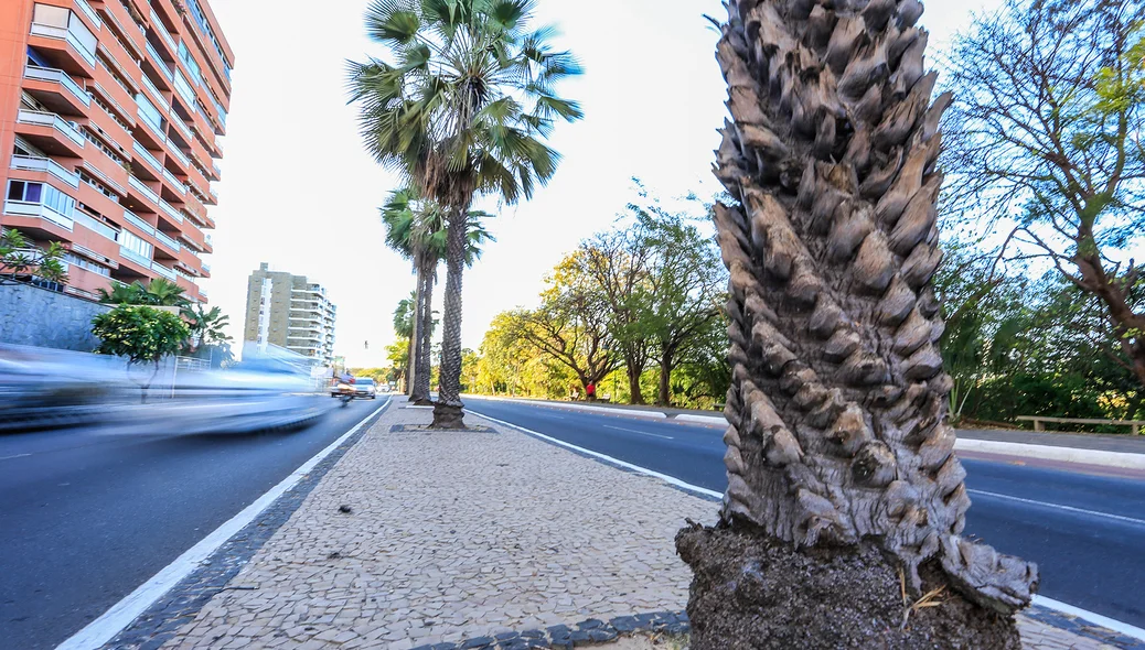 Carnaúba na avenida Marechal Castelo Branco 