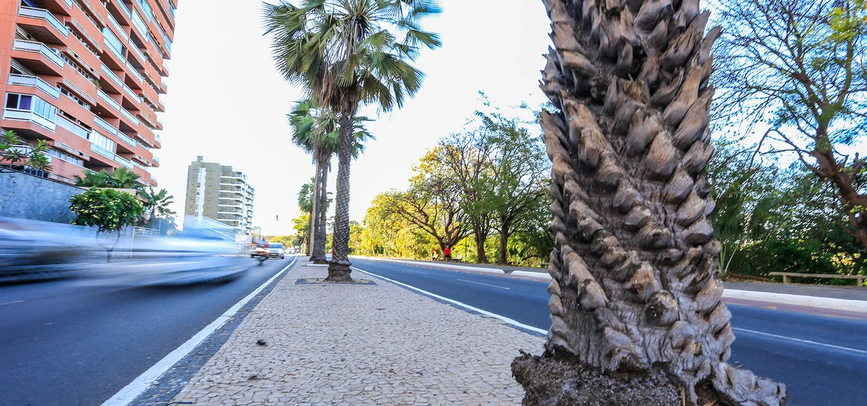 Carnaúba na avenida Marechal Castelo Branco 