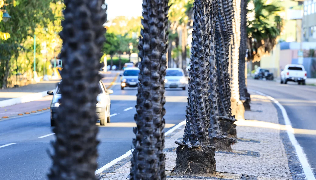 Carnaúbas de Teresina 