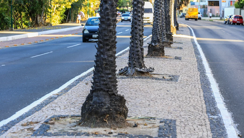 Carnaúbas em Teresina 