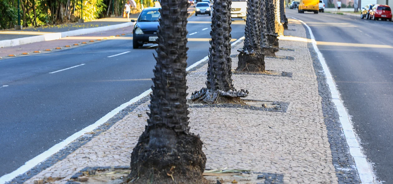 Carnaúbas em Teresina 