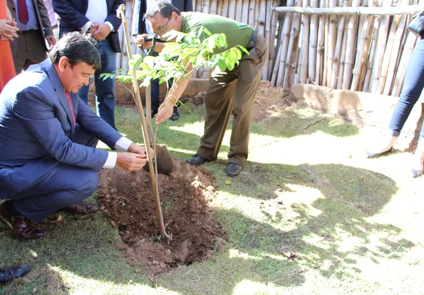 Carnaúba se torna árvore símbolo do Piauí