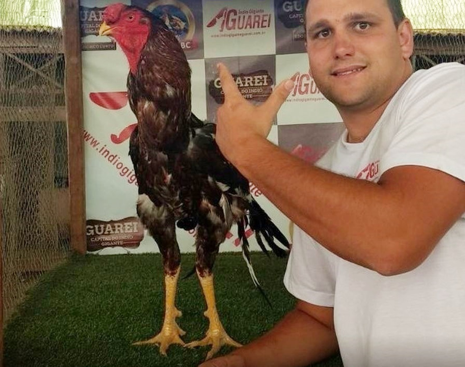 Galo é leiloado por R$ 154 mil em SP