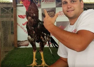 Galo é leiloado por R$ 154 mil em SP