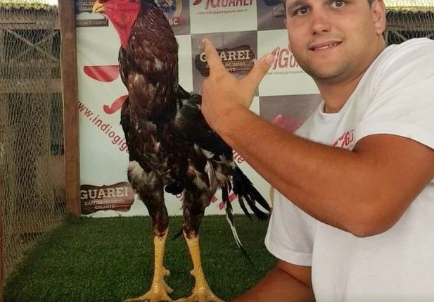 Galo é leiloado por R$ 154 mil em SP