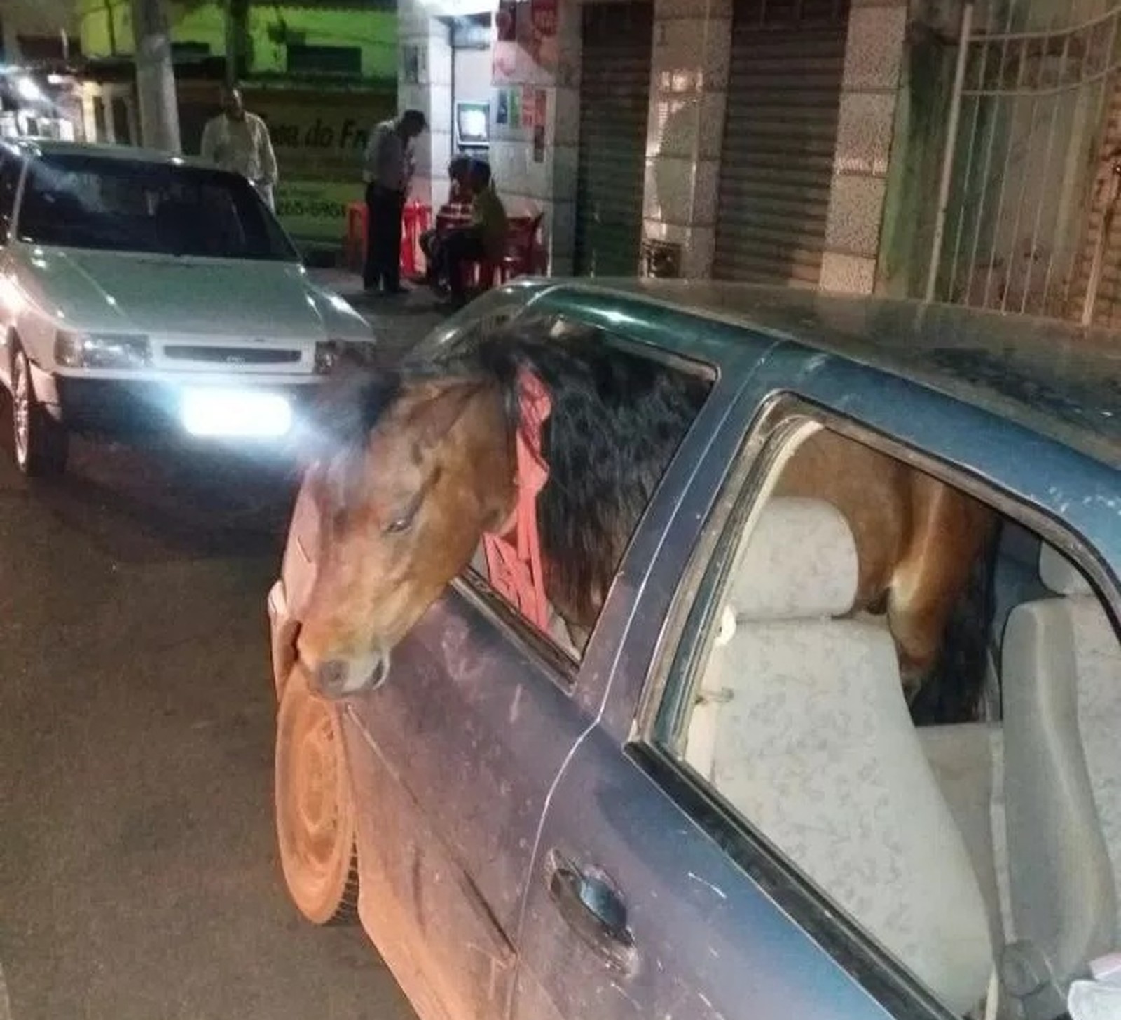 Homem é preso por levar pônei dentro do carro em MG