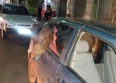 Homem é preso por levar pônei dentro do carro em MG