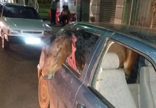 Homem é preso por levar pônei dentro do carro em MG
