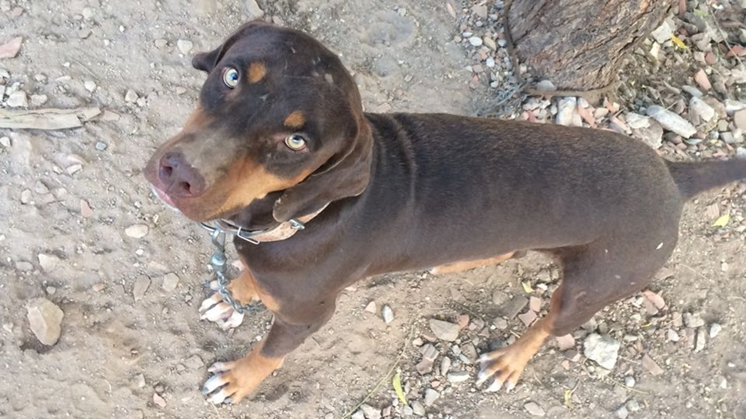 Cachorro matou gato que entrou com aparelhos de celular na penitenciária