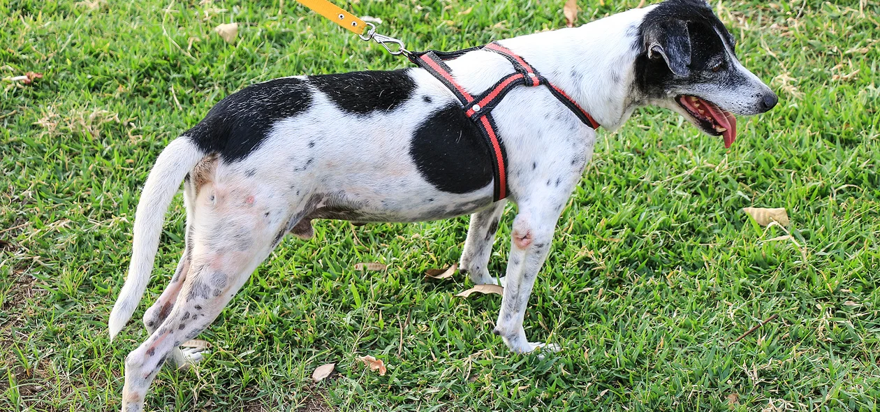 Cachorra para adoção 