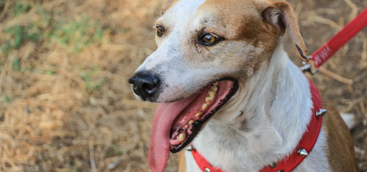 Cachorrinha