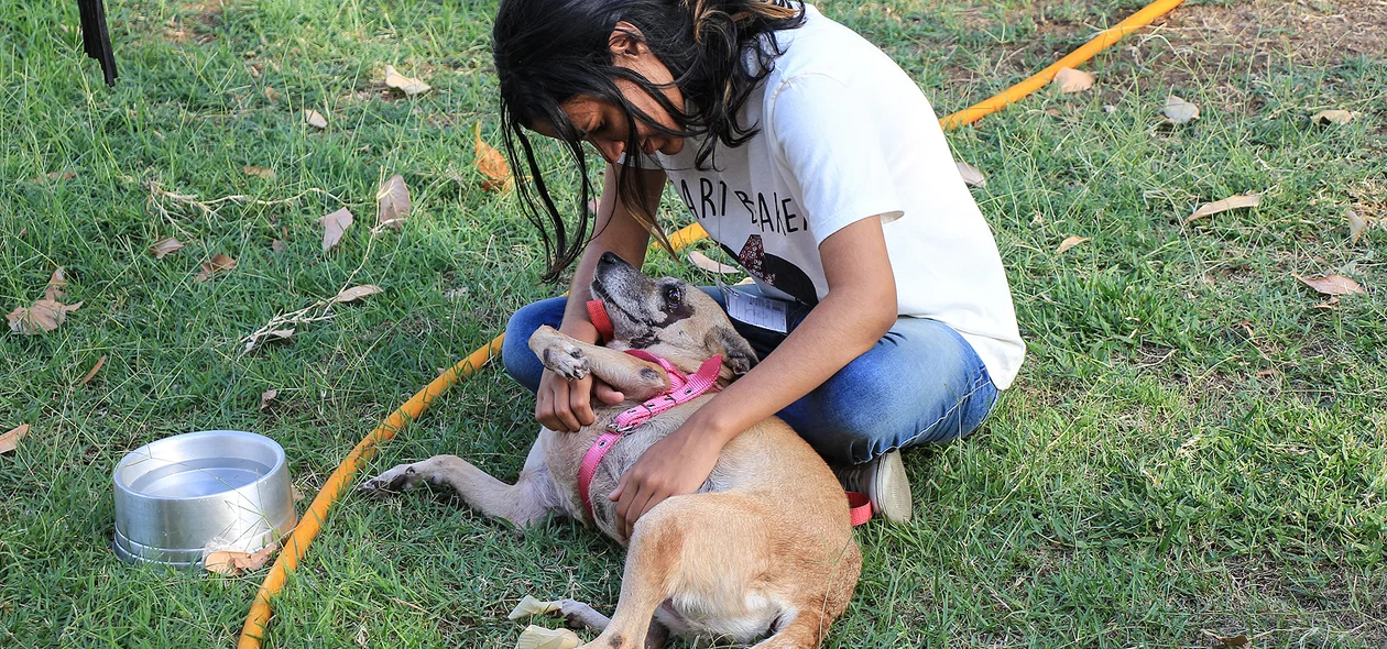 Cães para adoção 
