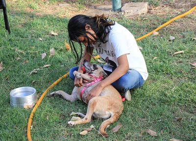 Cães para adoção 
