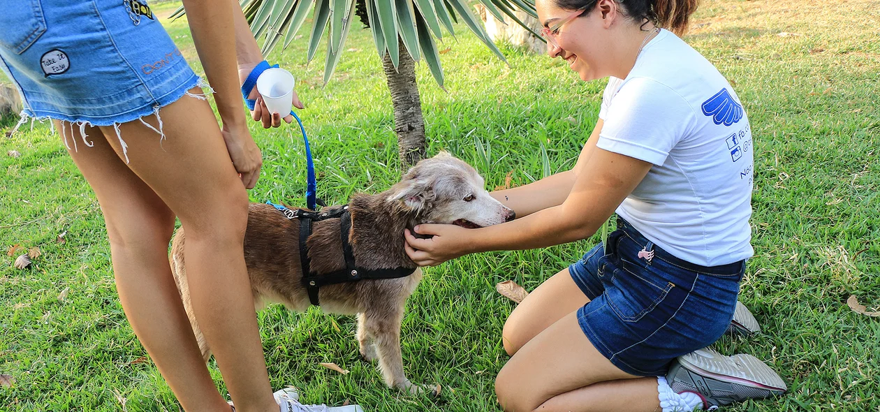 Feira de Adoção organizado pela apipa 