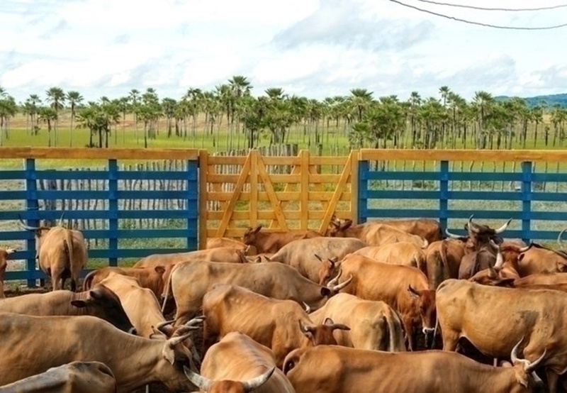 Vacinação contra febre aftosa