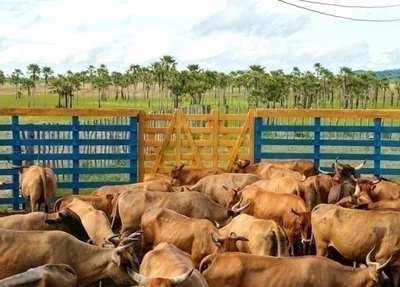 Vacinação contra febre aftosa