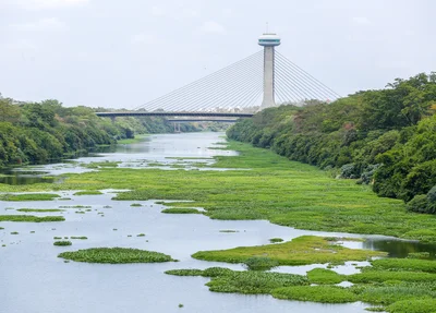 Aguapé no Rio Poti