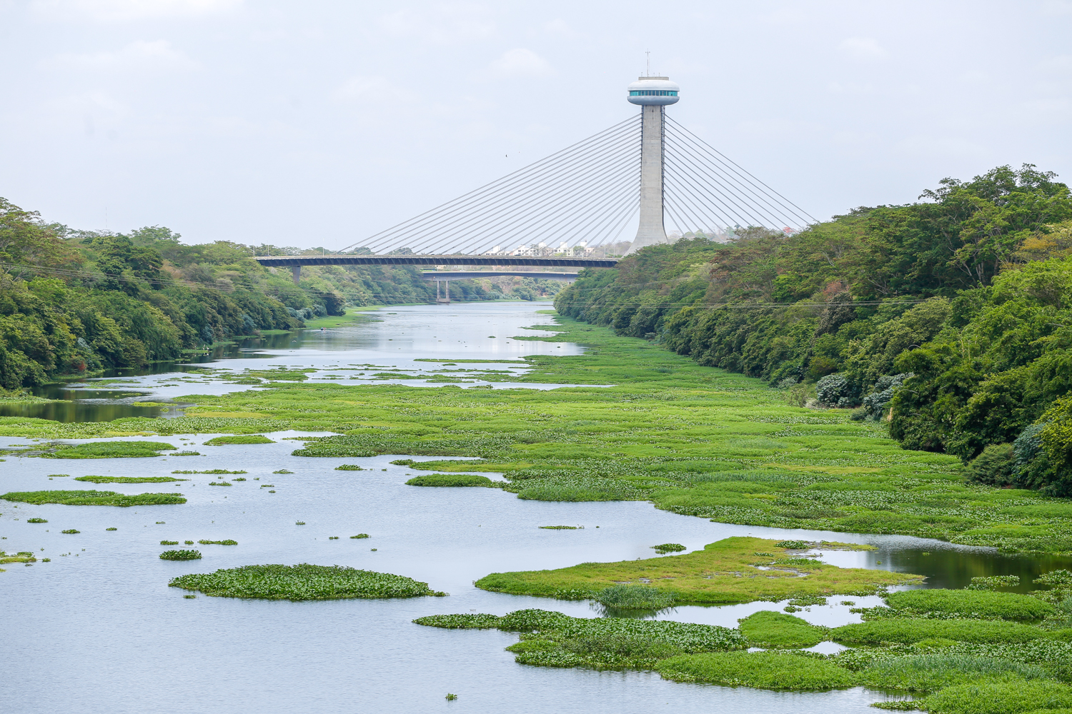 Águapé no Rio Poti (2)