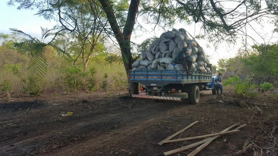 Foram apreendidos aproximadamente 35 sacos de carvão 