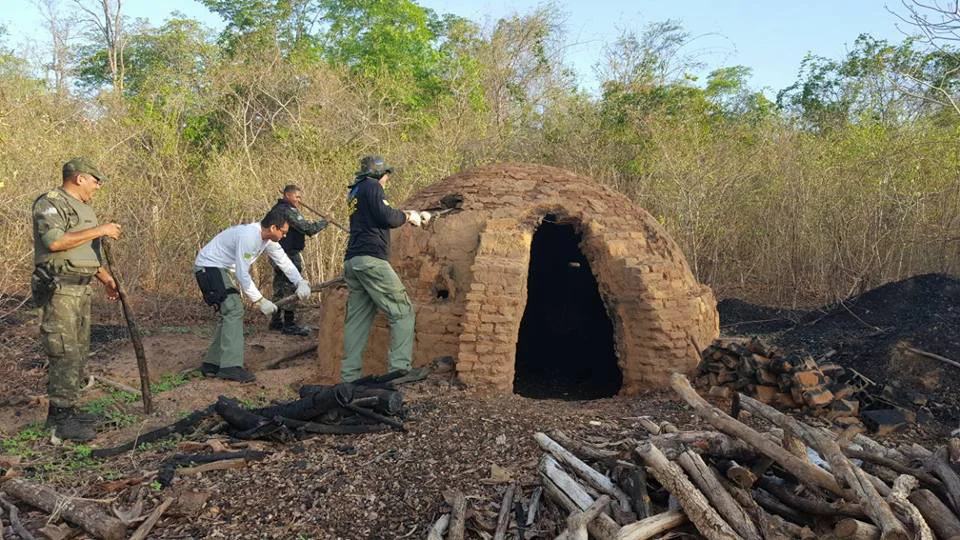 Semar destrói fornos clandestinos de carvão em Regeneração 