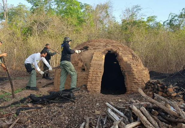 Fornos clandestinos de carvão em Regeneração