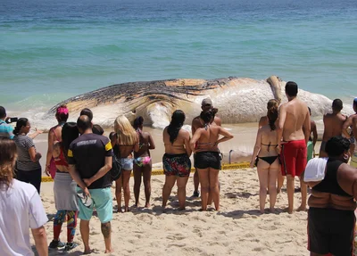 Baleira é encontrada morta na praia de Ipanema