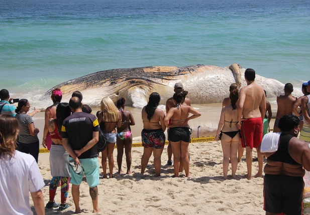Baleira é encontrada morta na praia de Ipanema