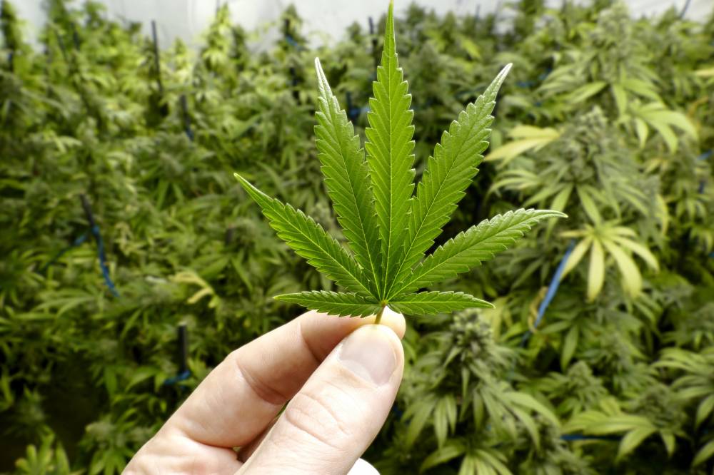Maconha