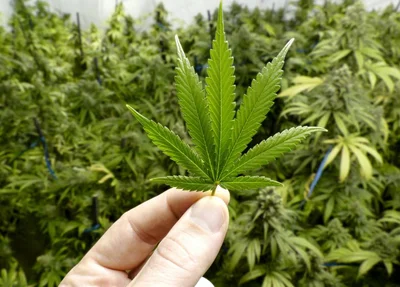 Maconha
