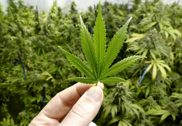 Maconha