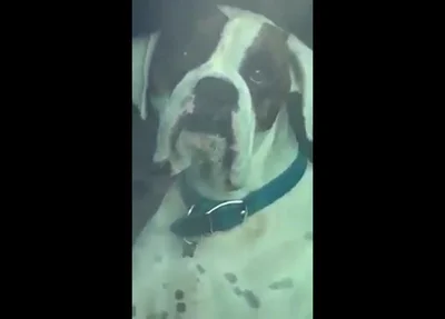 Cachorro faz cara de tédio enquanto espera pelo dono