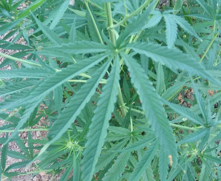 Pé de maconha 