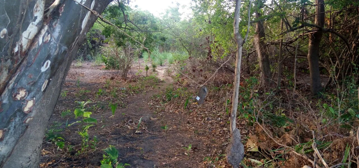 Plantação de maconha 