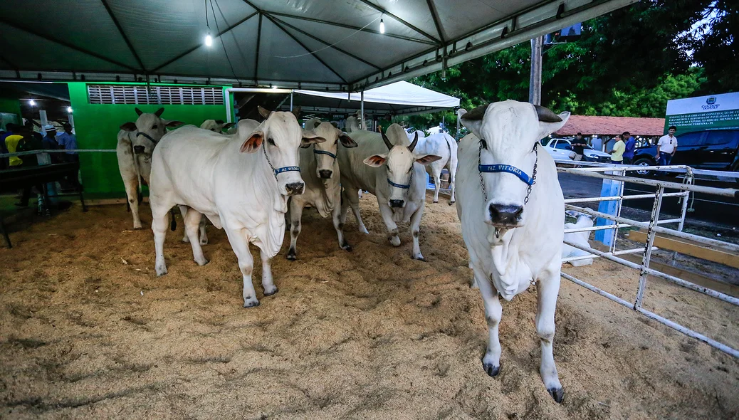 67ª Exposição Agropecuária do Piauí  