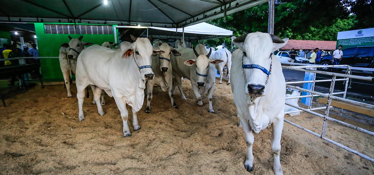 67ª Exposição Agropecuária do Piauí  