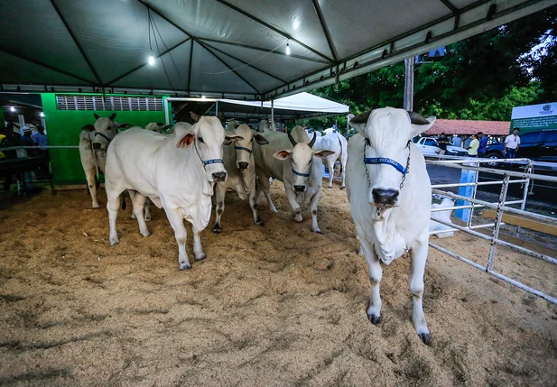 67ª Exposição Agropecuária do Piauí  