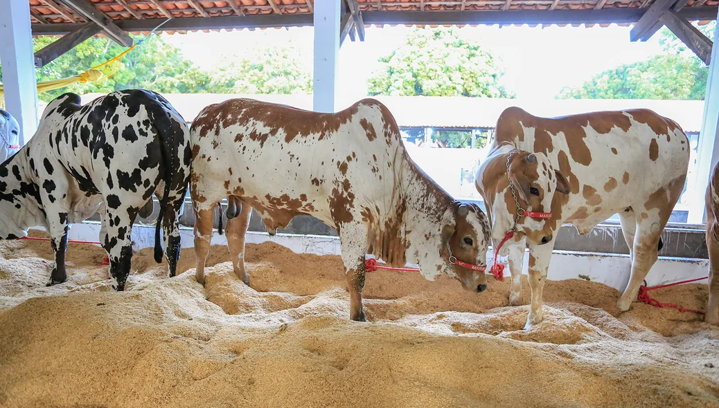 Exposição de gado na Expoapi 