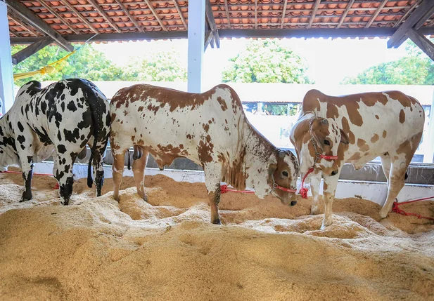 Exposição de gado na Expoapi 