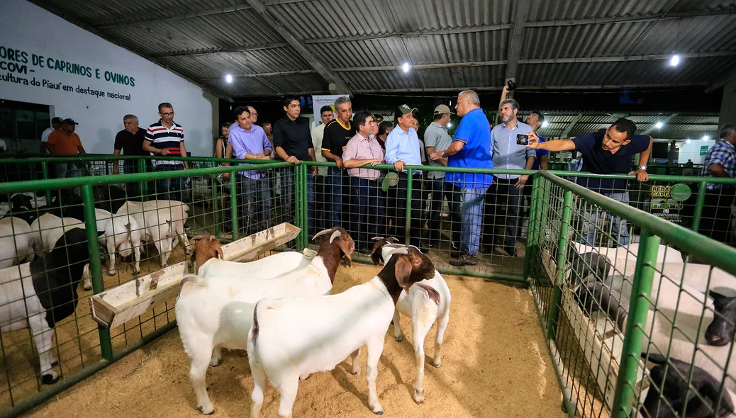 Governador visita estande de caprinos e ovinos