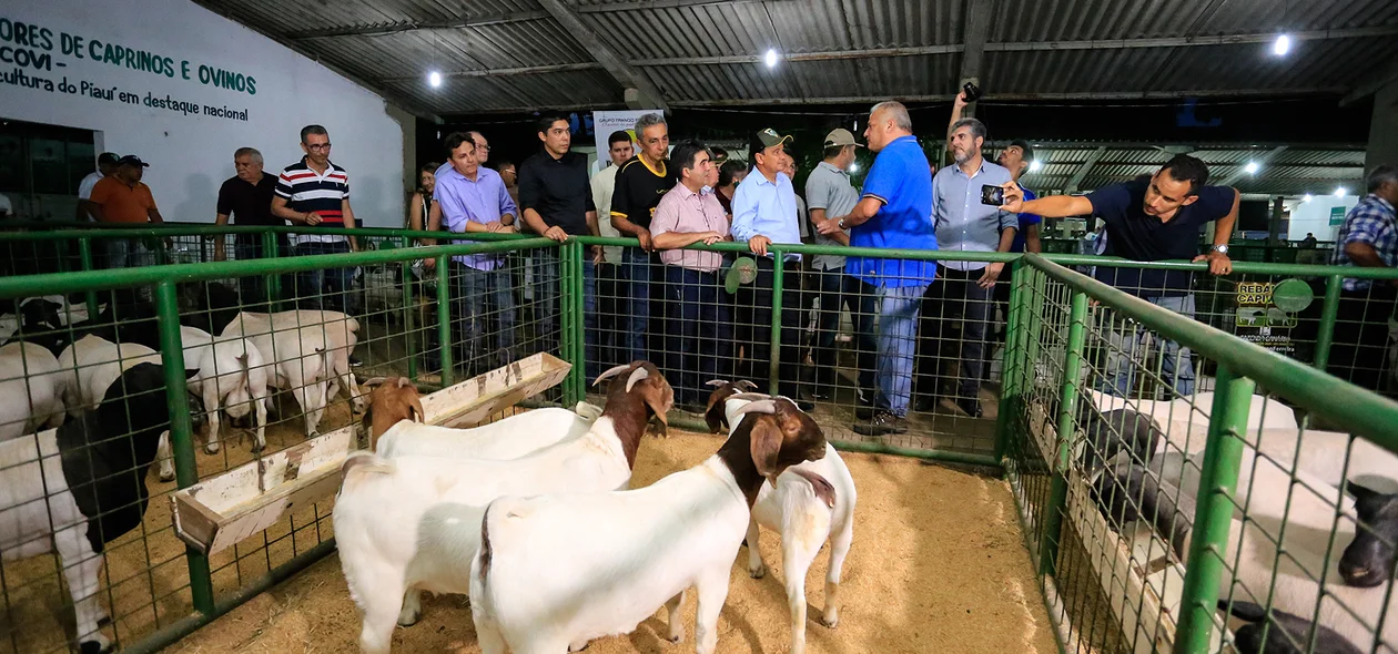 Governador visita estande de caprinos e ovinos