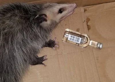 Gambá invade loja de bebidas nos EUA