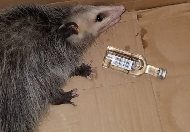 Gambá invade loja de bebidas nos EUA