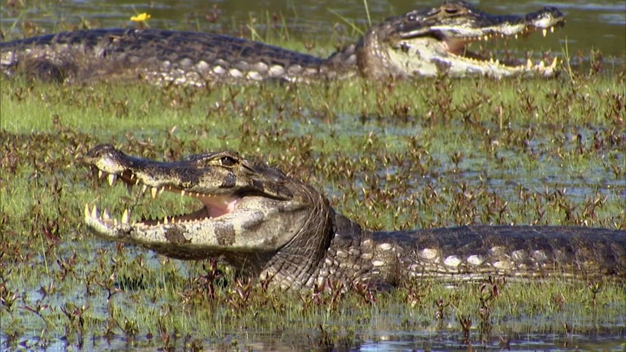 Jacaré-do-pantanal