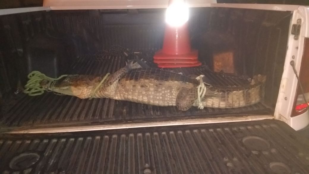 Jacaré encontrado dentro de residência em Luís Correia 