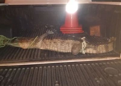 Jacaré encontrado dentro de residência em Luís Correia 