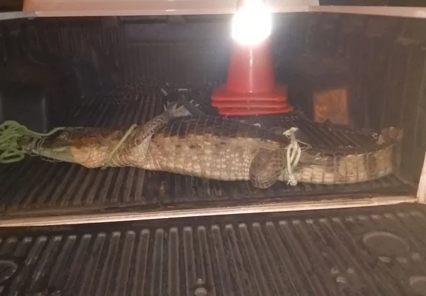 Jacaré encontrado dentro de residência em Luís Correia 