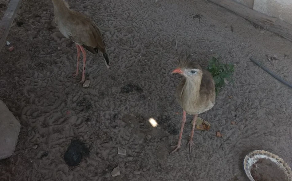 Animais encontrados