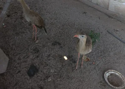 Animais encontrados
