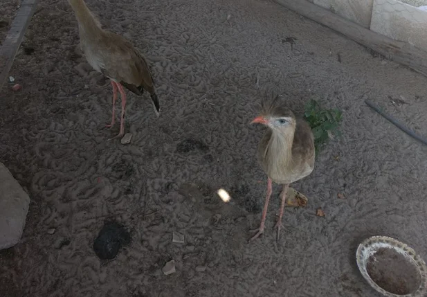 Animais encontrados