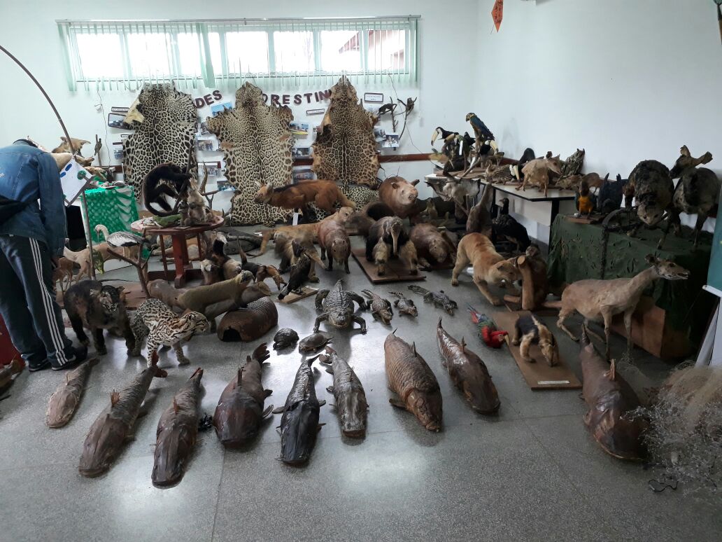 Animais silvestres empalhados
